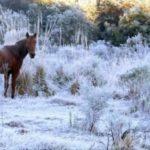 **ALERTA** Frio extremo e geada forte a severa