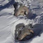 Neve soterra animais no pior inverno em muitos anos na Patagônia