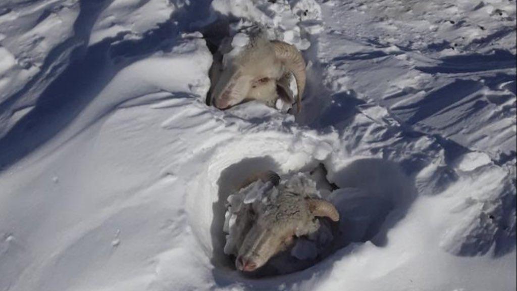Neve soterra animais no pior inverno em muitos anos na Patagônia