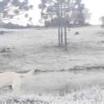 Rio Grande do Sul abaixo de zero no amanhecer mais frio de 2020