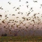 Gafanhotos voltam a levantar voo na Argentina