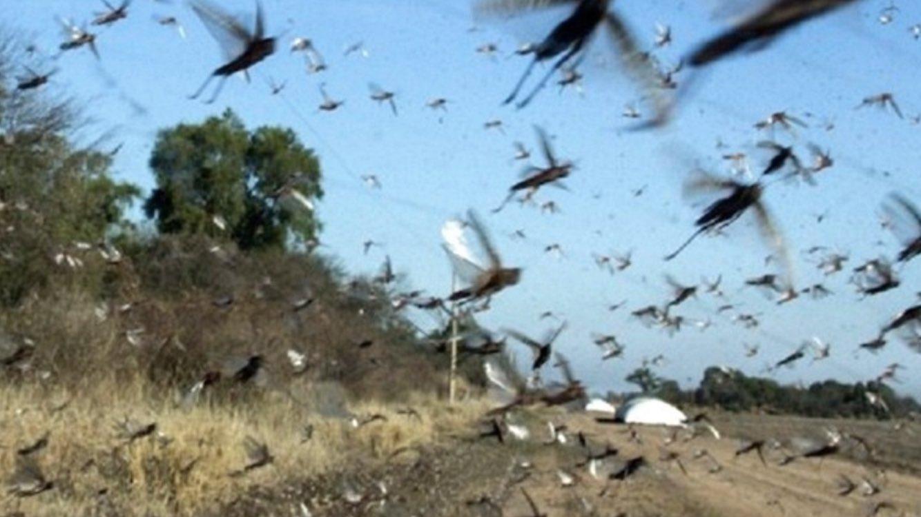 Argentina faz novo alerta sobre gafanhotos a Oeste do Rio Grande do Sul