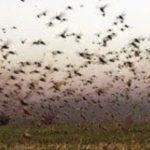 O frio contra os gafanhotos