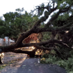 Veja as rajadas máximas de vento registradas com o ciclone bomba