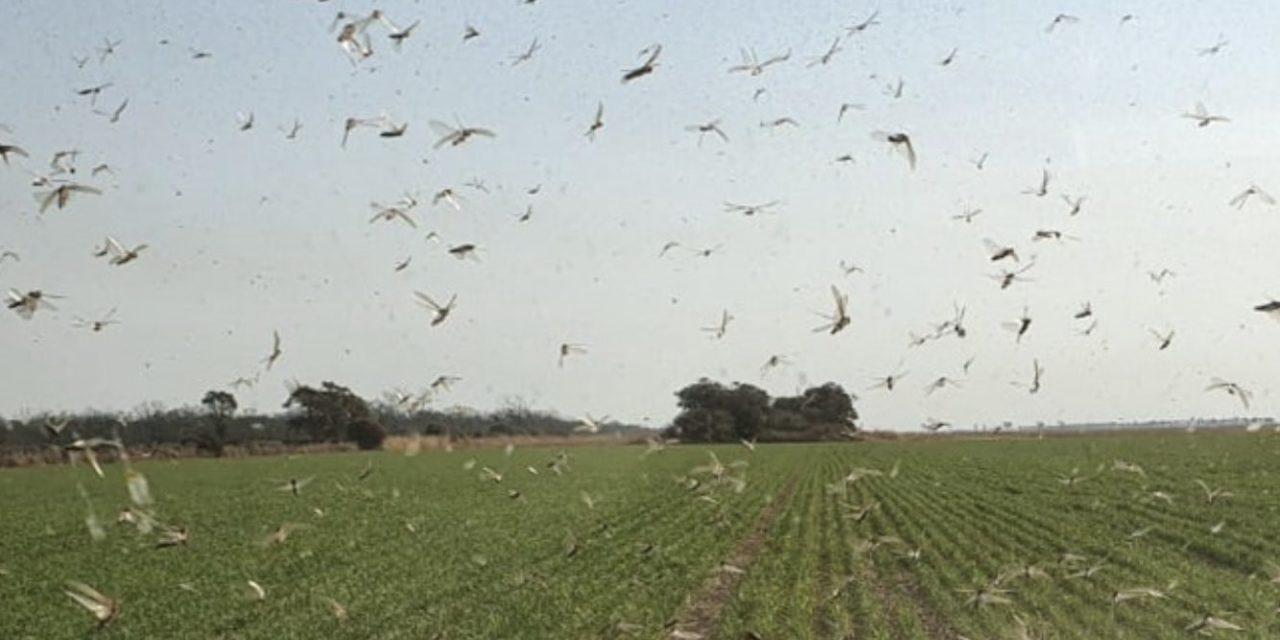 Quase um bilhão de gafanhotos em uma só nuvem no Norte argentino