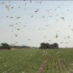 Quase um bilhão de gafanhotos em uma só nuvem no Norte argentino