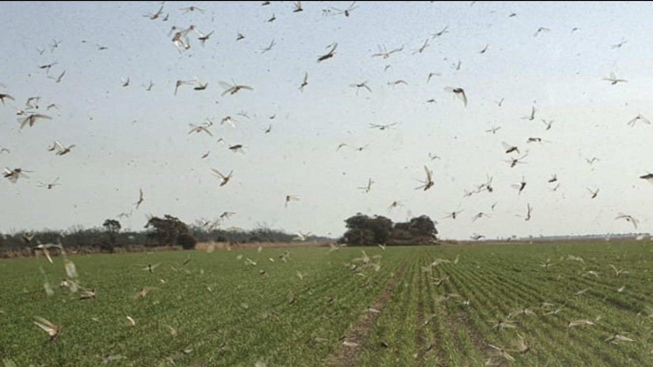 Quase um bilhão de gafanhotos em uma só nuvem no Norte argentino