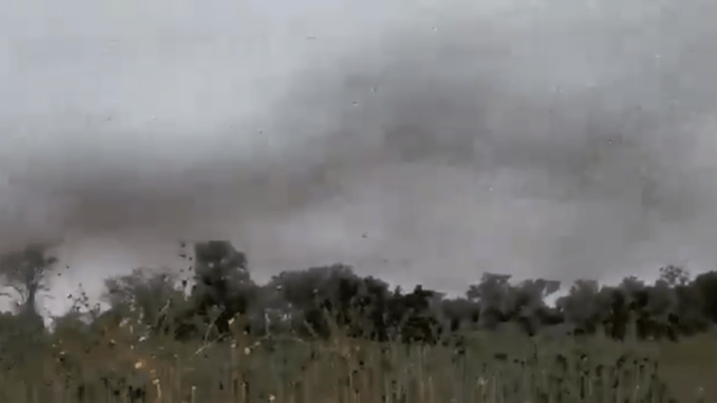 Impressionante vídeo mostra enorme nuvem de gafanhotos na Argentina