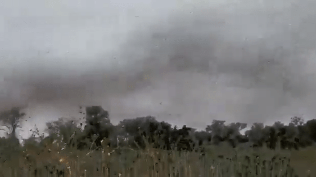 Impressionante vídeo mostra enorme nuvem de gafanhotos na Argentina