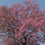 Previsão do tempo – Quase 33°C na véspera da virada