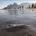 Poluição da epidemia nas praias brasileiras