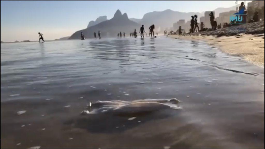Poluição da epidemia nas praias brasileiras