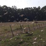 Argentina tem agora uma quarta nuvem de gafanhotos