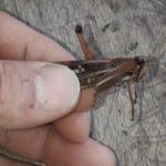 Argentina já tem seis nuvens de gafanhotos e há alerta de insetos gigantes