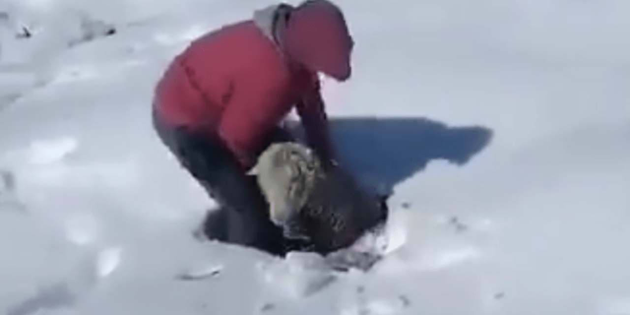 O emocionante resgate das ovelhas na neve na Argentina