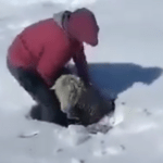 O emocionante resgate das ovelhas na neve na Argentina