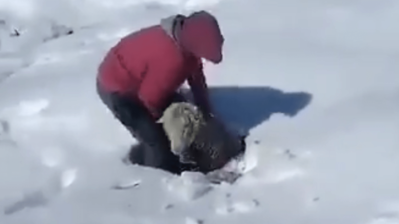 O emocionante resgate das ovelhas na neve na Argentina