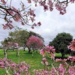 Veja a previsão do tempo para este sábado