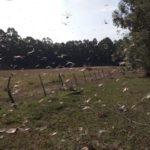 Onde estão os gafanhotos?