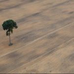 Relatório da ONU traz retrato do desmatamento no mundo