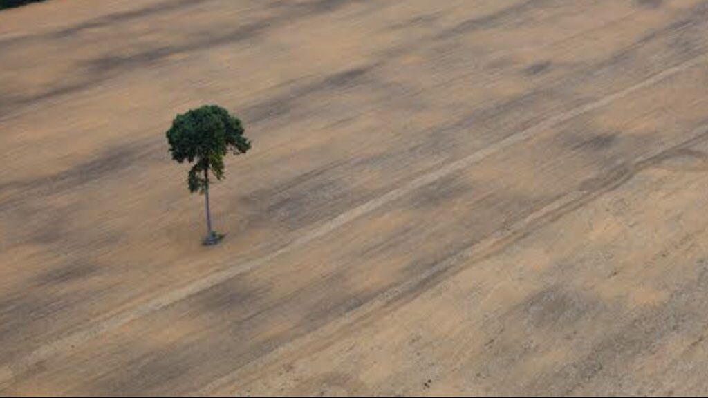 Relatório da ONU traz retrato do desmatamento no mundo