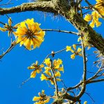 Veja a previsão do tempo para esta quinta-feira