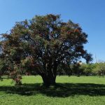 Previsão do tempo – Tendência para a semana