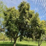 Veja a previsão do tempo para esta segunda-feira