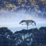 Frio e geada no Sul do Brasil