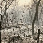 Mais de um quarto do Pantanal já foi destruído