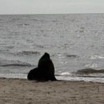 Inusitado – Leão marinho em plena Lagoa dos Patos