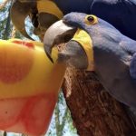 Tudo para proteger os bichinhos do calor extremo