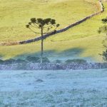 Previsão do tempo – Frio e geada no Sul do Brasil
