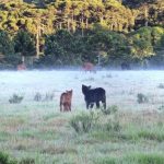 Finados começou com frio e geada no Sul do Brasil