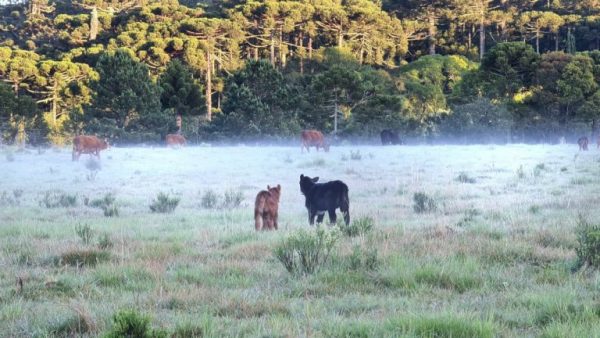 Finados começou com frio e geada no Sul do Brasil - MetSul ...