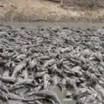 Jacarés se amontoam em açude seco e gado enfrenta fome no Pantanal