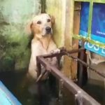 Resgate de cão em enchentes comove o México