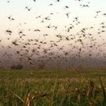 Gafanhotos na fronteira colocam Rio Grande do Sul em alerta