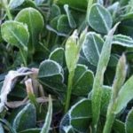 Geada muito tardia atinge lavouras de milho e trigo