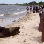 Continua a saga do leão marinho na Lagoa dos Patos