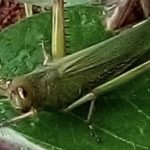 Gafanhotos começam a atacar lavouras no interior gaúcho