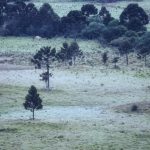 Sul do Brasil tem primeira geada do ano