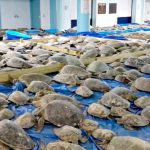 Pântanos congelados e aquecimento para tartarugas
