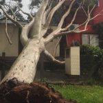 Downburst também atingiu Viamão