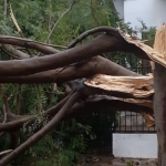 Vento supera 100 km/h na fronteira e traz estragos