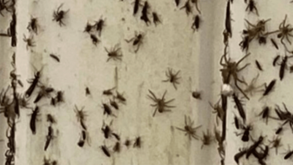 Invasão de milhões de aranhas na Austrália com enchentes