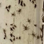 Invasão de milhões de aranhas na Austrália com enchentes