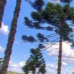 Terceiro dia seguido com friozinho