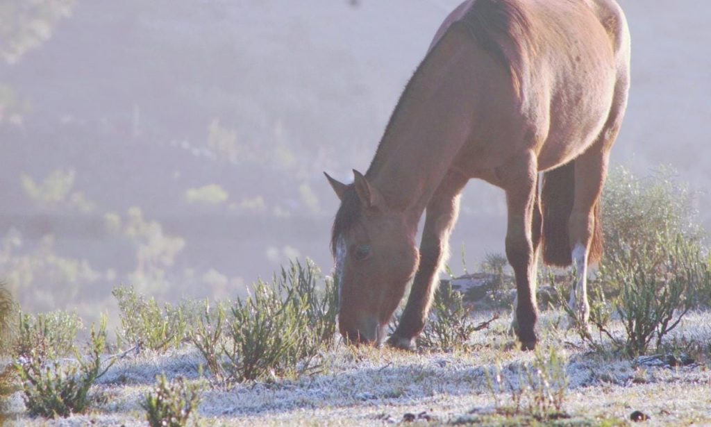 Gelo nos Campos de Cima da Serra