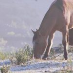 Gelo nos Campos de Cima da Serra